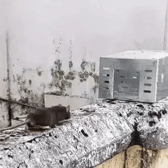 Piège à souris automatique à capture multiple et à déclenchement silencieux